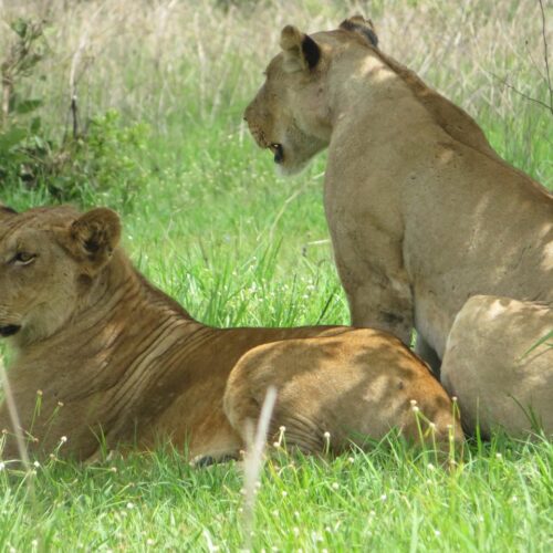 lion, simba, mikumi, national park, tanzania, mikumi, mikumi, mikumi, mikumi, mikumi