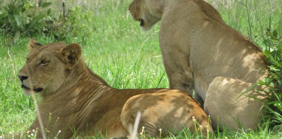 lion, simba, mikumi, national park, tanzania, mikumi, mikumi, mikumi, mikumi, mikumi