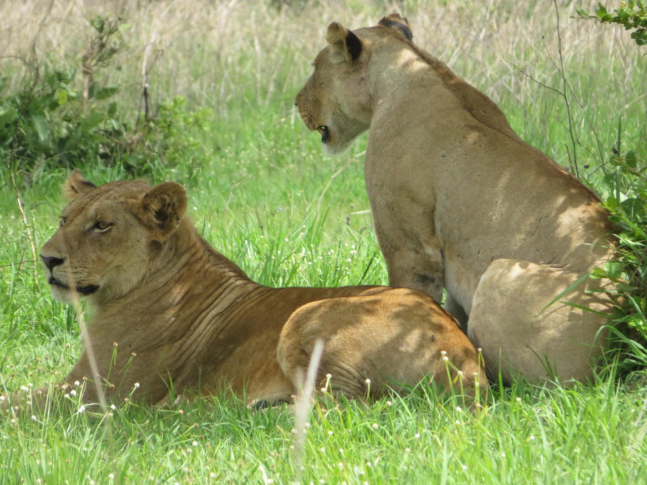 lion, simba, mikumi, national park, tanzania, mikumi, mikumi, mikumi, mikumi, mikumi