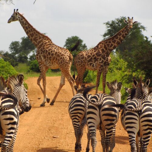 zebras, tanzania, mikumi, national, park, animal, wild, wildlife, zebra, giraffe, nature, safari, africa, stripes, dirt road, striped, game, herd