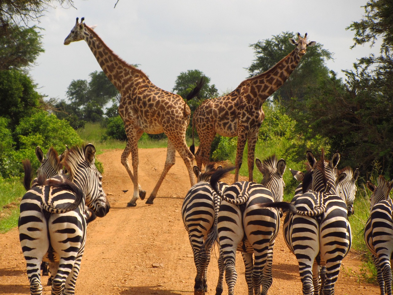 zebras, tanzania, mikumi, national, park, animal, wild, wildlife, zebra, giraffe, nature, safari, africa, stripes, dirt road, striped, game, herd