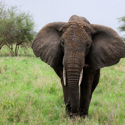 Close-up of an African elephant in Arusha, Tanzania, showcasing its majestic presence in the wild.