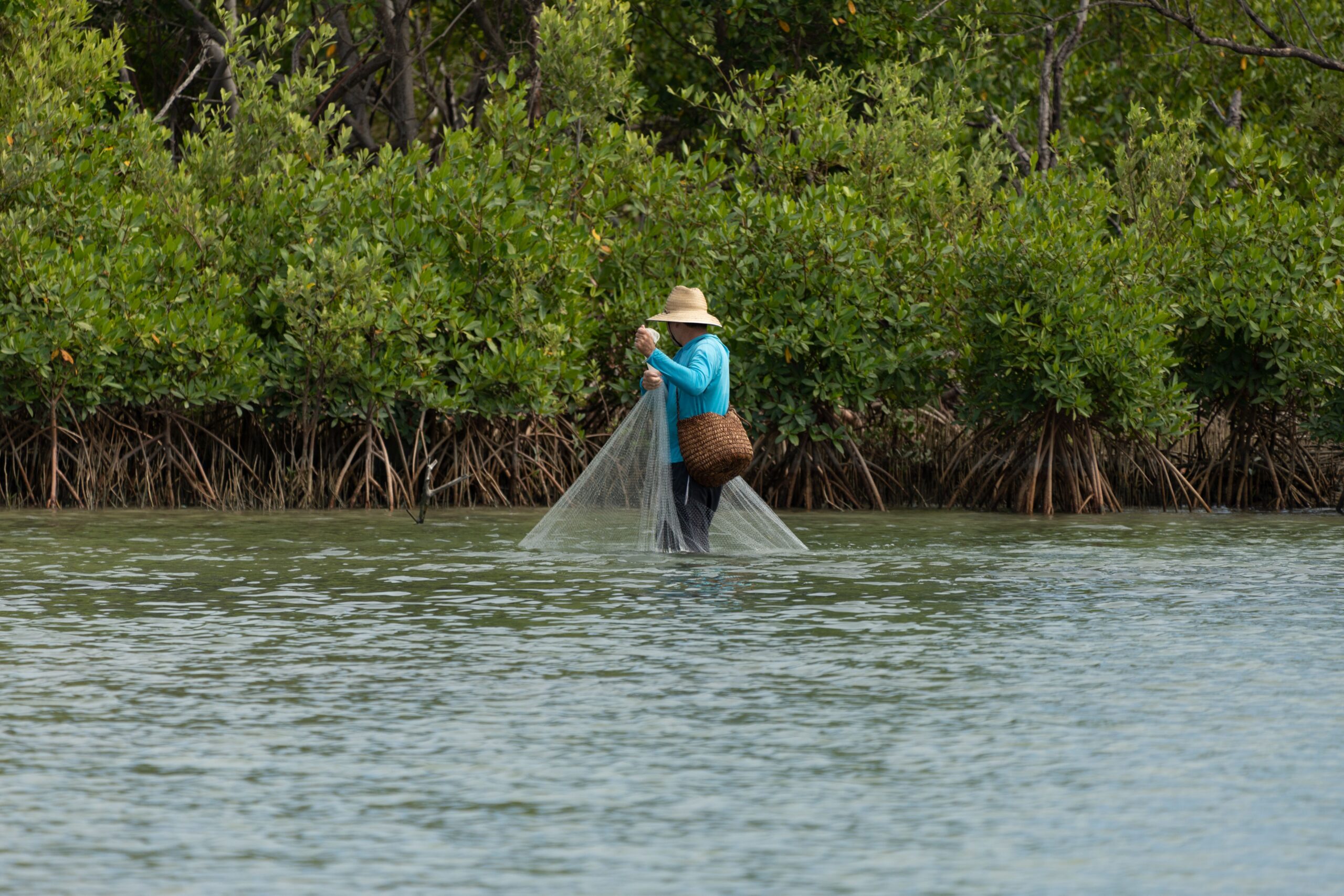 An adult fisherman casting a net in shallow mangrove waters under daylight.