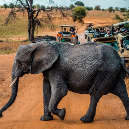 A majestic African elephant crosses a dirt road during a safari in Tanzania.
