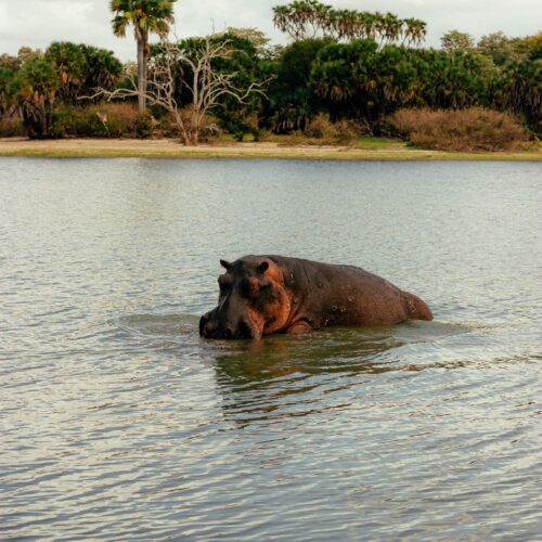 A hippopotamus partially submerged in a calm river amidst lush African vegetation.