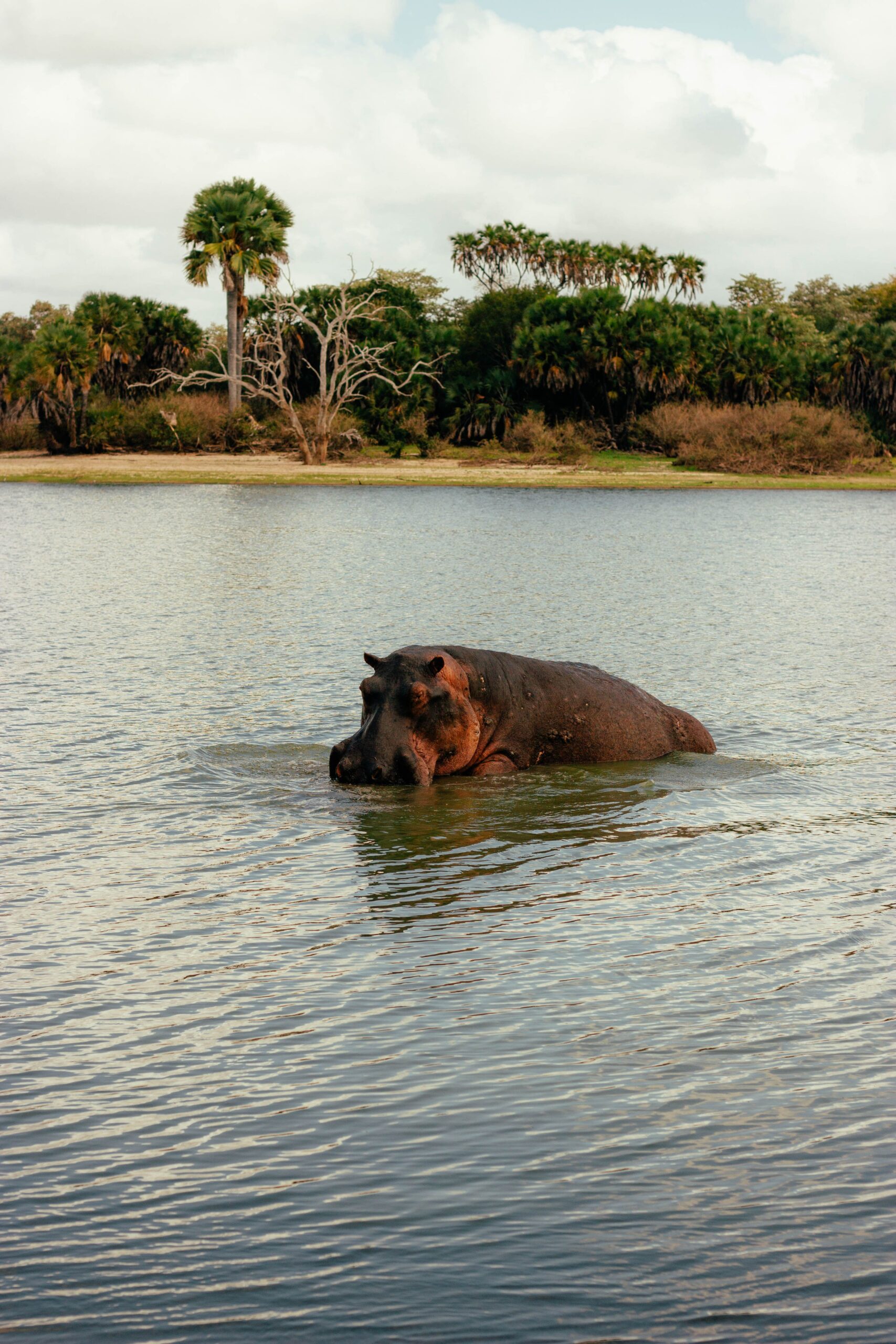A hippopotamus partially submerged in a calm river amidst lush African vegetation.