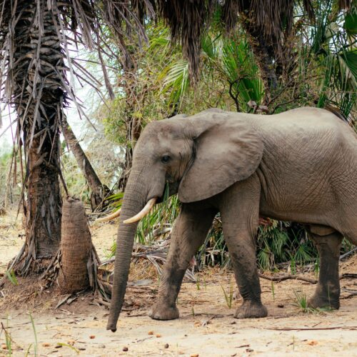 African elephant walking through a lush savanna, surrounded by palm trees and greenery.