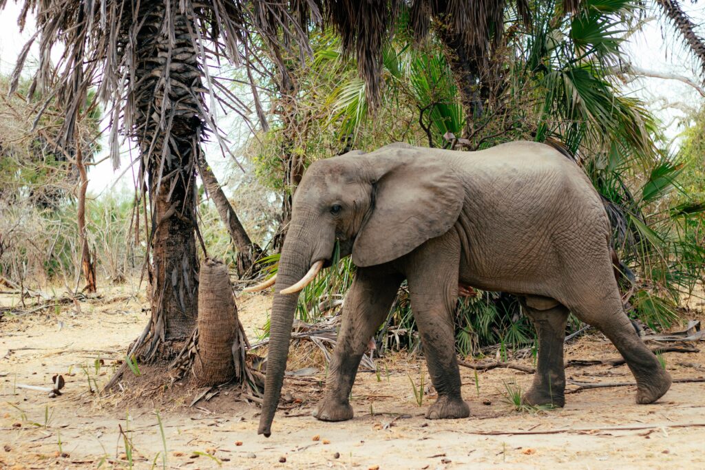 African elephant walking through a lush savanna, surrounded by palm trees and greenery.