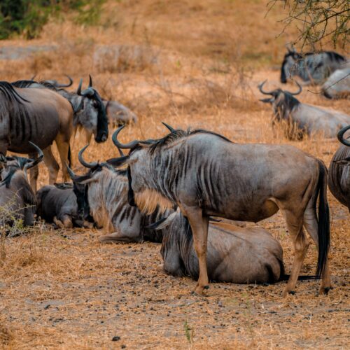 A herd of wildebeests resting on dry grass in Tanzania's savannah, capturing wildlife harmony.