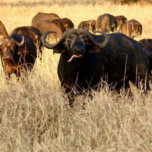 A herd of African buffalo grazing in the savanna under vibrant daylight.