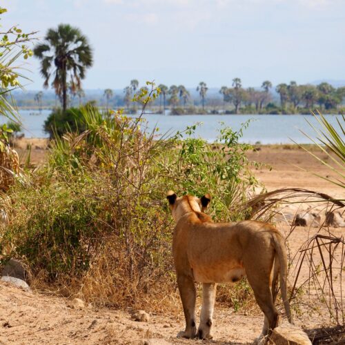 A solitary lion stands on the African savanna overlooking a body of water.