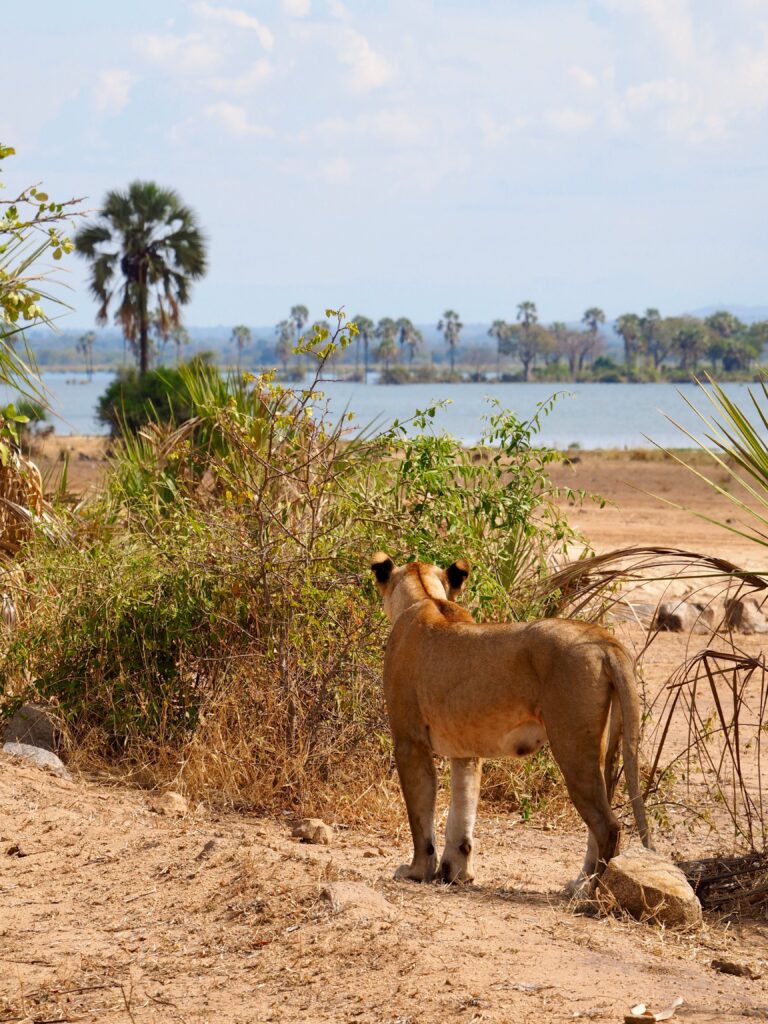 A solitary lion stands on the African savanna overlooking a body of water.
