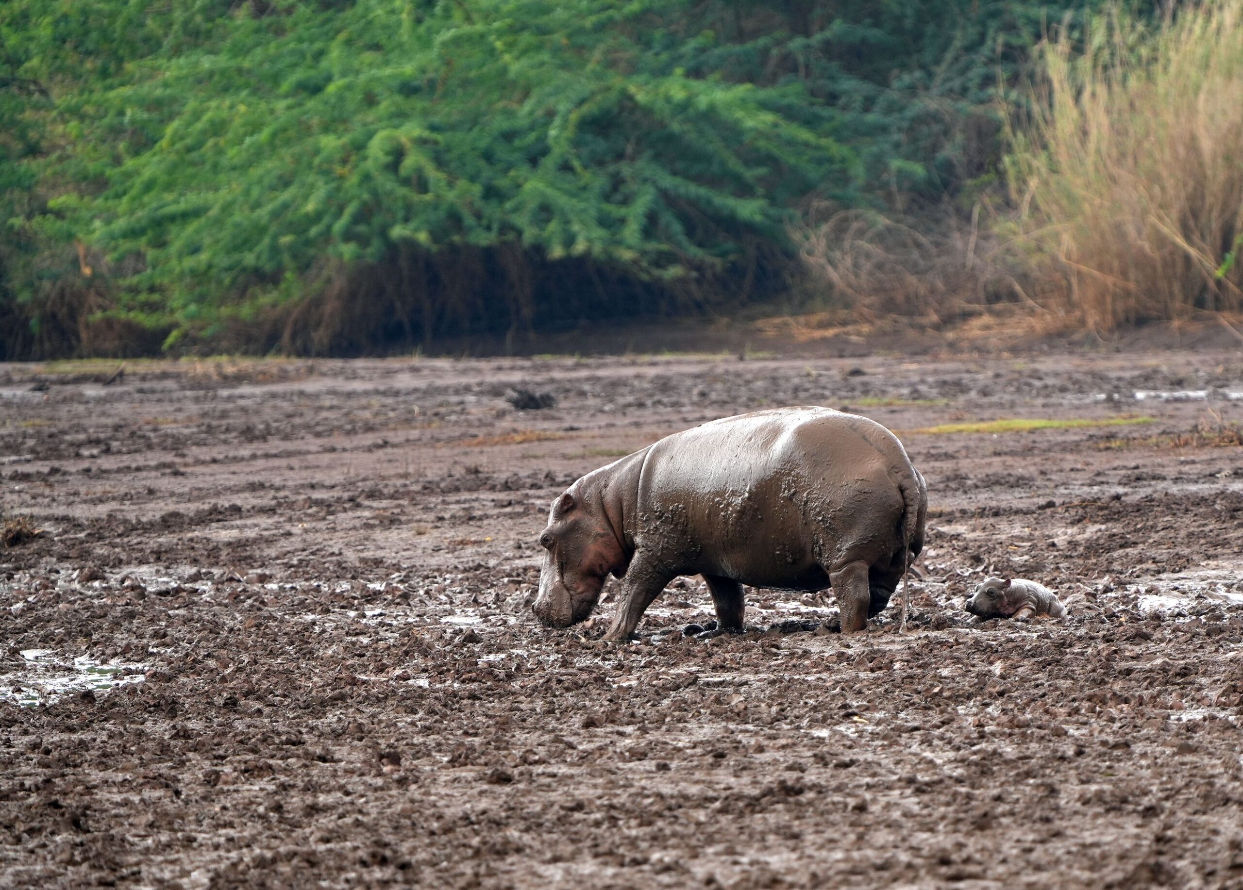 A hippopotamus with its calf navigating a muddy landscape in Malindi, Kenya.