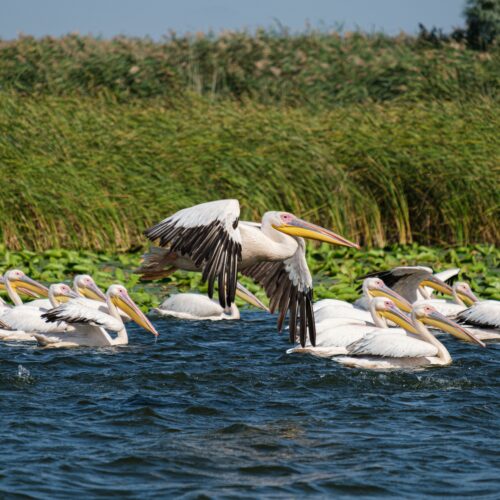 A serene view of great white pelicans swimming and flying on a lake in Romania's Danube Delta.