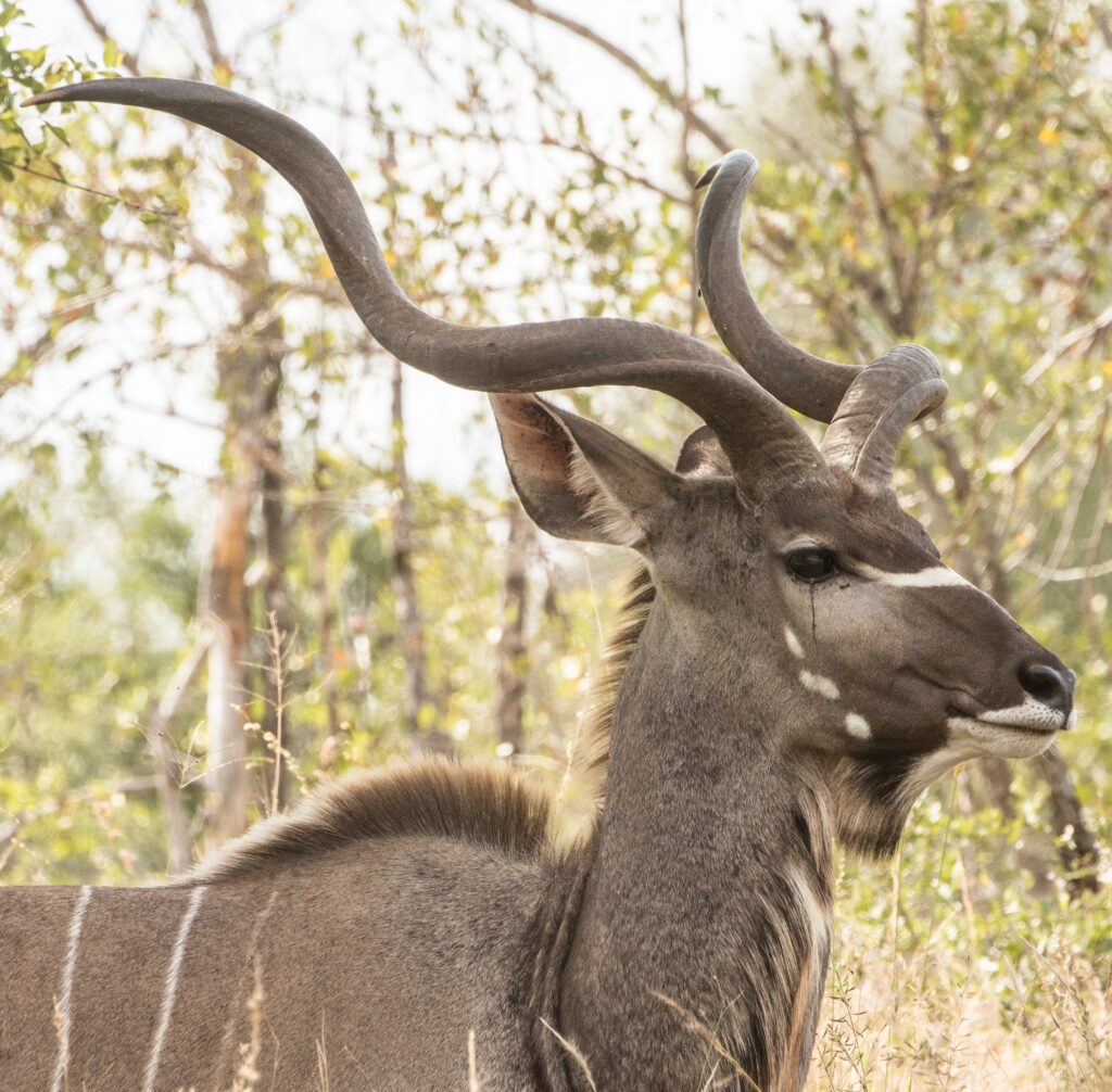 Close-up of a Greater Kudu with magnificent spiraled horns in a natural habitat in South Africa.