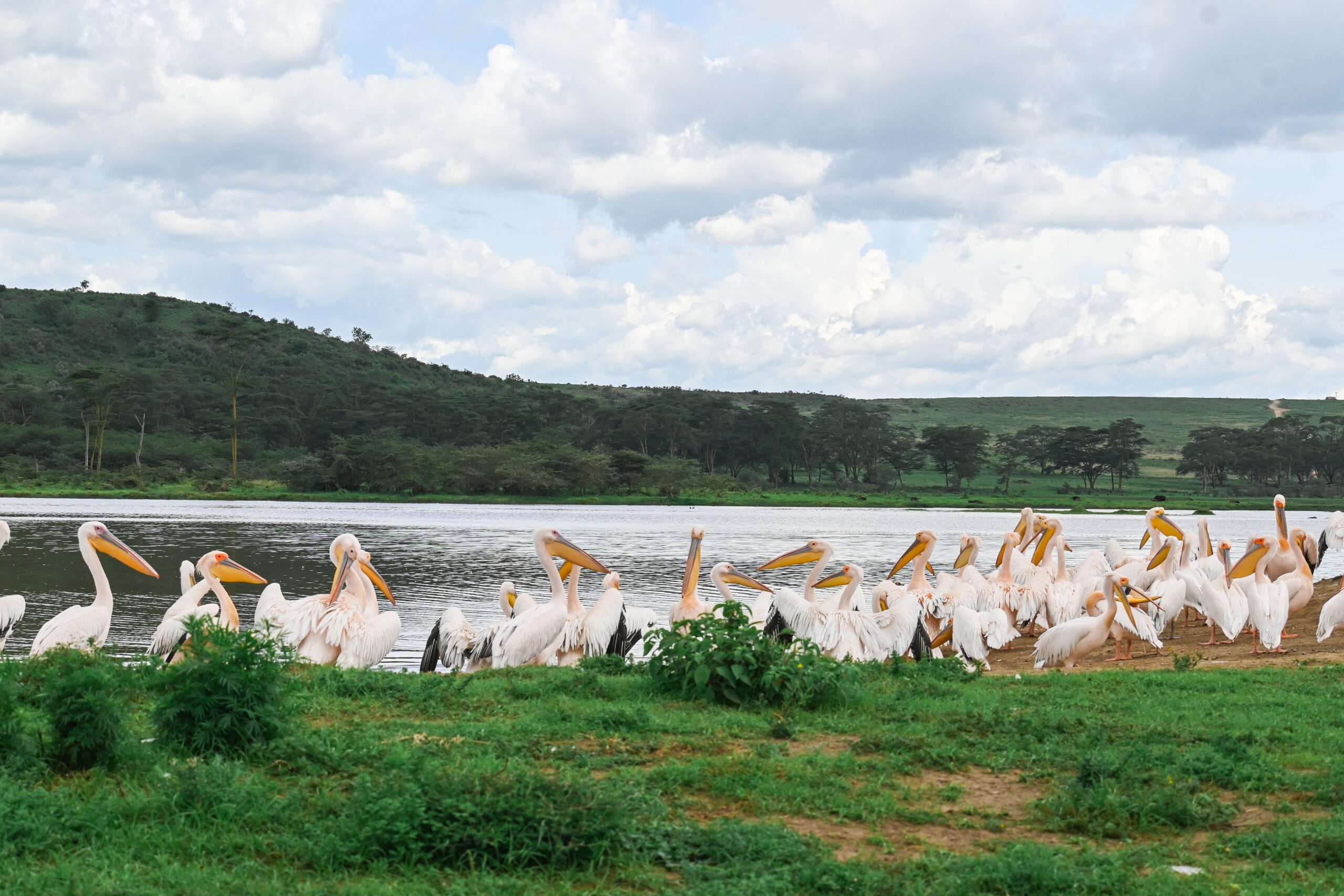 Flock of Great White Pelicans by Lake Nakuru in Kenya's lush landscape.