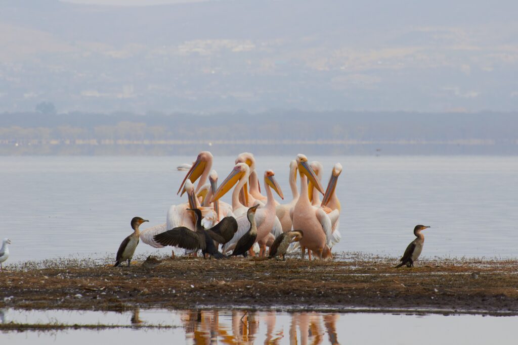 A serene scene of pelicans and cormorants gathered by the lakeside, showcasing birdlife harmony.